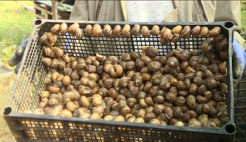 ქართული ლოკოკინები ევროპაში სულ უფრო მოთხოვნადი ხდება