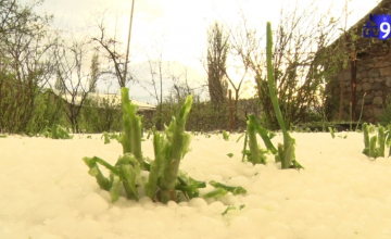 განადგურებული მოსავალი და უარი ზარალის ანაზღაურებაზე