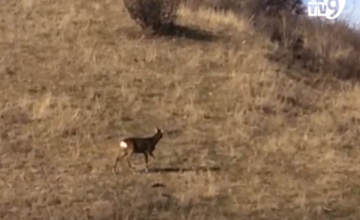 ირმები ახალციხის მახლობლად