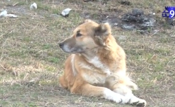 ახალციხეში მაწანწალა ძაღლმა ახალგაზრდა ქალი დაკბინა
