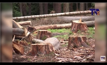 შვედი ექსპერტები ბორჯომში, პლატოს ტყის მდგომარეობას გაეცნენ