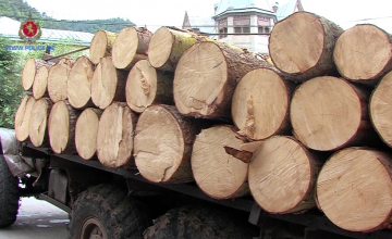 შსს–მ სამცხე–ჯავახეთში უკანონოდ მოჭრილი ხე–ტყე ამოიღო