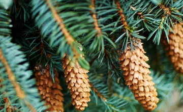 წიწვოვანი მცენარეების მოპოვება-რეალიზაციაზე კონტროლი მკაცრდება