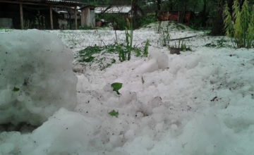 დასეტყვილი ხეოთი [Photo]