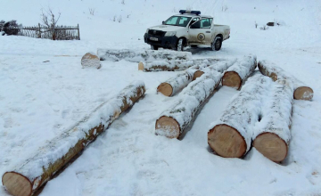 ადიგენსა და ბორჯომში ხე–ტყის უკანონო მოპოვებისა და ტრანსპორტირების ფაქტები გამოვლინდა