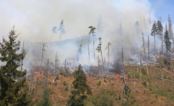 ხანძრის შედეგად სავარაუდოდ, 100 ჰექტარზე მეტი ფართობია დამწვარი - ზურაბ ალავიძე