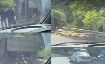 მინაძესთან ცხვრებით დატვირთული ტრაილერი გადაბრუნდა