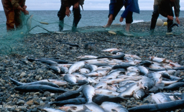 ქვირითობისას აკრძალული საშუალებებით თევზჭერაზე კანონი გამკაცრდა