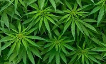 მარიხუანას ლიცენზირებისთვის ახალი სააგენტო შეიქმნება