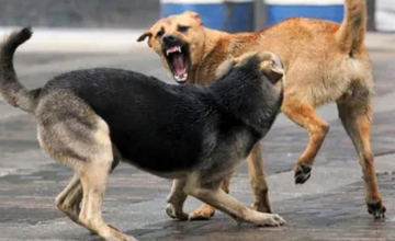 Ախալքալաքում թափառող շները հարձակվել են երկու մարդու վրա