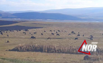 Ղալաչայի տարածքում, որտեղ տնկվել են տնկիներ կովեր են արածում