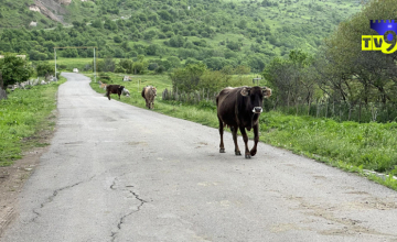 Սամցխե-Ջավախեթիում 12 մարդու մոտ բրուցելոզ է հաստատվել 