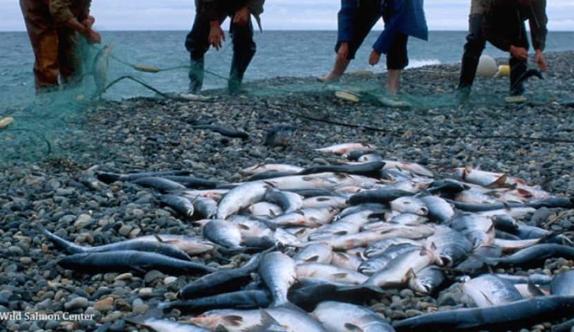 ქვირითობისას აკრძალული საშუალებებით თევზჭერაზე კანონი გამკაცრდა