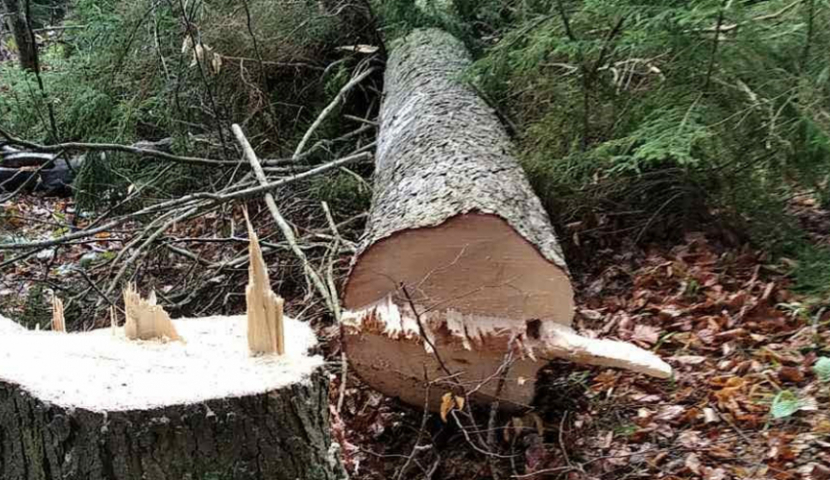 ხე-ტყის უკანონო მოპოვებისთვის სასჯელი მკაცრდება