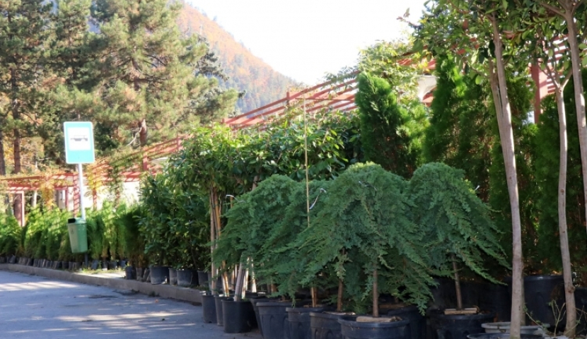 ბორჯომის მუნიციპალიტეტმა გამწვანების სამუშაოებისთვის 12 სახეობის 850-მდე ხე-მცენარის ნერგი შეიძინა