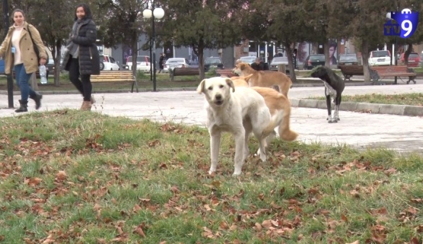 ,,თვითგადარჩენის ინსტიქტი"- მიუსაფარი ძაღლებისგან დაკბენილი ახალციხელები გამოსავალს ეძებენ