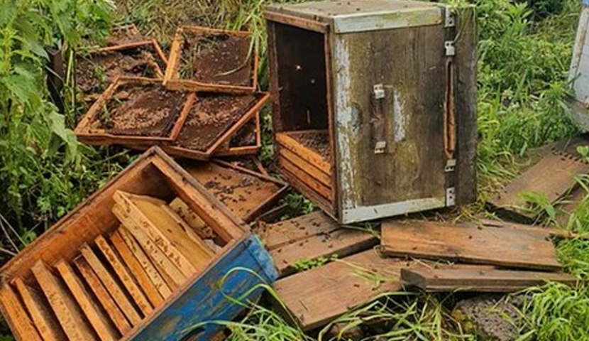 ახალქალაქში დათვმა მოსახლეობას ფუტკრის სკები გაუნადგურა